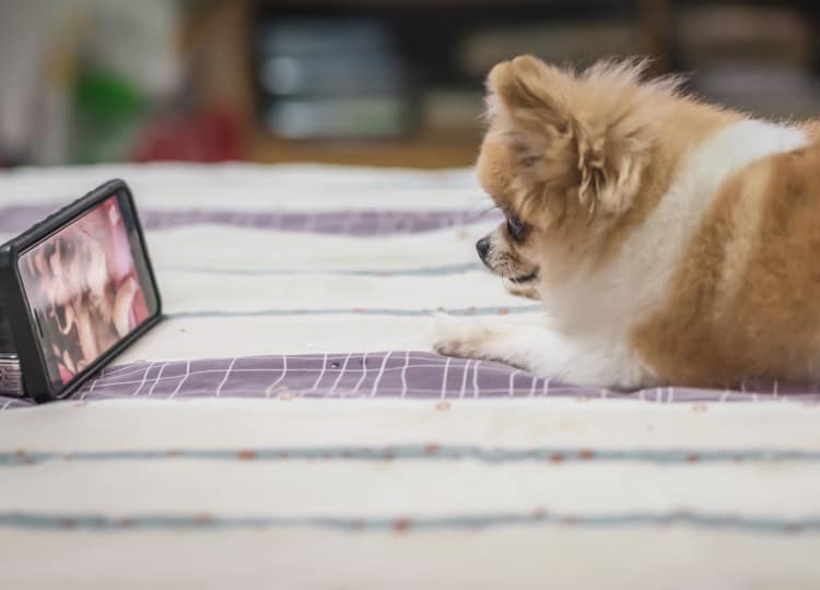 A small dog watching a video playing on a screen