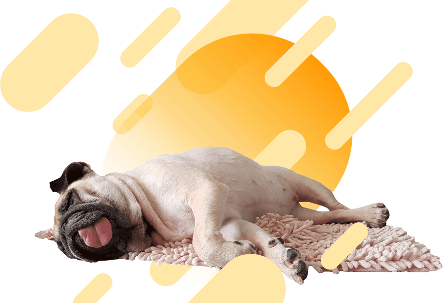 cute-sleeping-dog-brochure-campaign